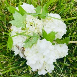 Meet your Posher, Jade